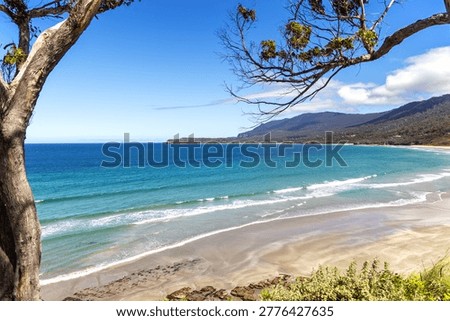 Looking through the eucalyptus trees to Pirate's Bay Beach, Tasmania, Australia. A popular surfing and walking destination, with sweeping white sands and view of the blue Tasman sea.