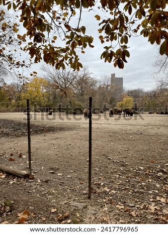 Looking through a fence to observe a herd of buffalo.