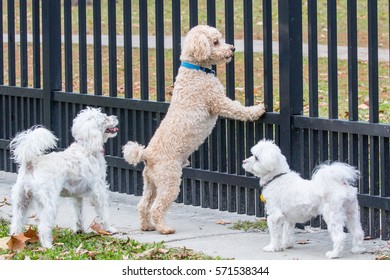 Looking Through The Fence At The Off Leash Dog Park