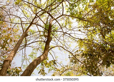 Looking Up Through Forest Canopy