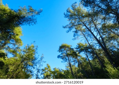 Looking through the gap in the forest trees towards the deep blue sky showing the contrast between the dark green shadows and the bright sunlight above