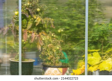 Looking Through Glass Wall Of A Green House.