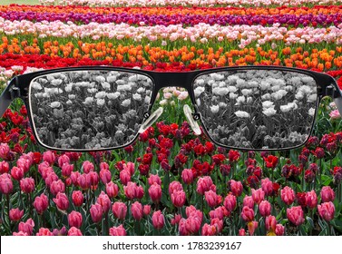 Looking through glasses to bleach tulips field. Color blindness. World perception during depression. Medical condition. Health and disease concept.