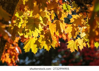 Looking up through glowing backlit fall maple tree leaves in bright orange with red leaf veins, celebrate changing seasons, autumn nature background
