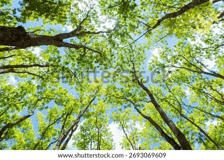 Looking Up Through Green Tree Canopy Toward Bright Sky in a Lush Forest Scene