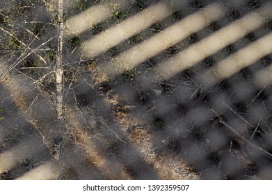 Looking through a grid from high angle, an observation watch tower in a forest