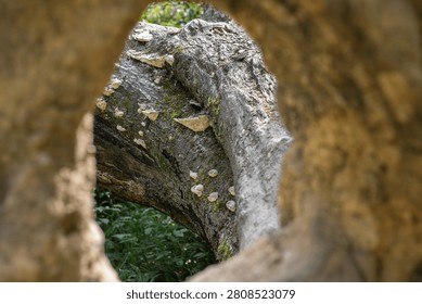 Looking through a hollow tree trunk towards white bracket fungi growing on a fallen tree in ancient woodland.