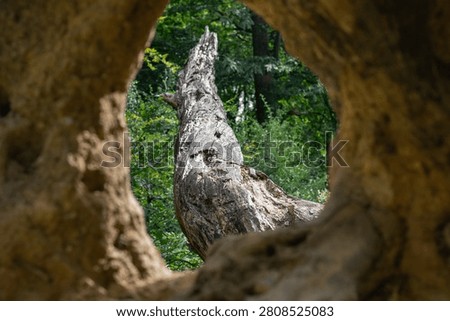 Looking through a hollow tree trunk towards a weathered fallen tree in ancient woodland, creating a natural frame in a peaceful forest setting.
