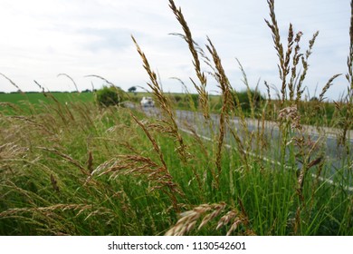 Looking Through The Long Tall Grass And Wild Oats When Wind Blows To See Countryside View. Background Shows Car On Road With Fainted Electric Cables Across Cloudy Sky Towards The Green Fields.