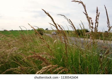 Looking Through The Long Tall Grass And Wild Oats When Wind Blows To See Countryside View. Background Shows Car On Road With Fainted Electric Cables Across Cloudy Sky Towards The Green Fields.