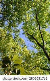 Looking up through a lush green tree canopy with sunlit leaves and blue sky, creating a fresh, peaceful forest atmosphere in spring or summer.
