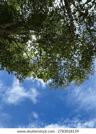 Looking up through lush green tree leaves towards a bright blue sky with scattered soft white clouds.