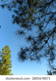 Looking Up Through Pine Tree Branches Against Clear Blue Sky in Tropical Forest