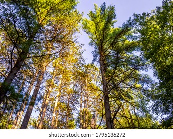 Looking Up Through The Really Tall Trees Deep In The Forest At Cooks Forest State Park Near Clarion, Pennsylvania, Not Far From The Allegheny National Forest.