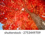 Looking up through a red maple tree in brilliant fall colors with the sun shining through