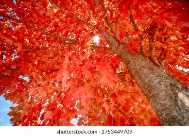 Looking up through a red maple tree in brilliant fall colors with the sun shining through