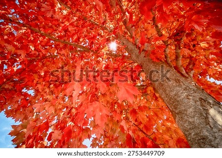 Looking up through a red maple tree in brilliant fall colors with the sun shining through