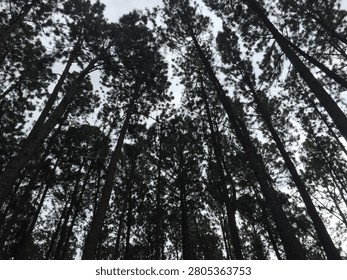 Looking up through the silhouettes of pine tree canopies against an overcast sky.
