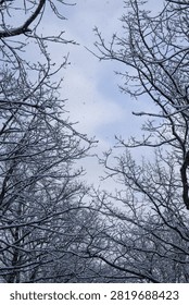 Looking up through snow covered tree branches into a winter sky