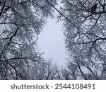 looking up through snowy tree branches into a tree canopy in winter