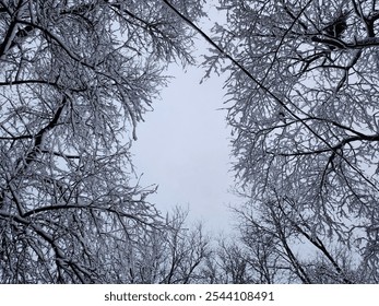 looking up through snowy tree branches into a tree canopy in winter - Powered by Shutterstock