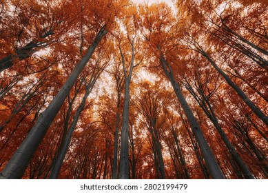 Looking Up Through Tall Beech Trees with Vivid Red Orange Autumn Foliage Forest Canopy
