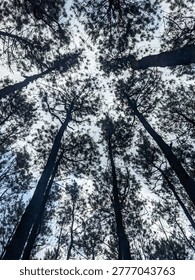 Looking up through tall pine trees towards a cloudy sky, creating a canopy effect.