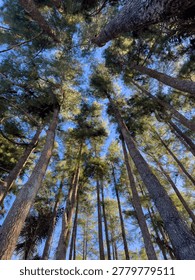 Looking Up Through Tall Pine Trees