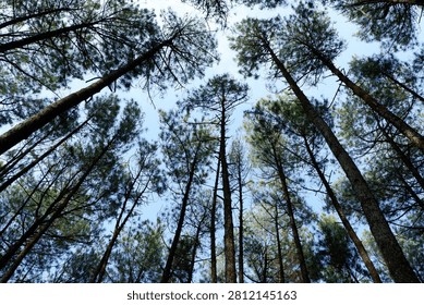 Looking Up Through Tall Pine Trees Against Blue Sky, Indonesia. Low angle view looking straight up through the towering trunks and canopy of a pine forest against a clear blue sky in Indonesia.