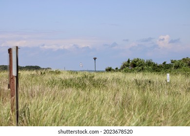 Looking through the tall, swaying sea grass peeking out through the sand dunes. There is an Osprey nest on a manmade wooden beam  with the large raptor flying and circling around the field.