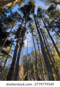 Looking Up Through Tall Trees