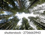 Looking Up Through a Towering Forest Canopy to a Bright Sky Abov