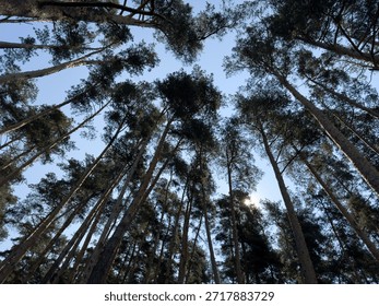 looking up through towering pine canopy, slender trunks converge toward bright blue sky, scattered branches and needles forming lacelike silhouettes, cool lateafternoon light,