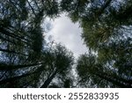 Looking up through towering pine trees, their branches form a natural frame around a patch of cloudy sky. The unique perspective showcases the beauty of dense forest and tranquil nature in Lansdowne.