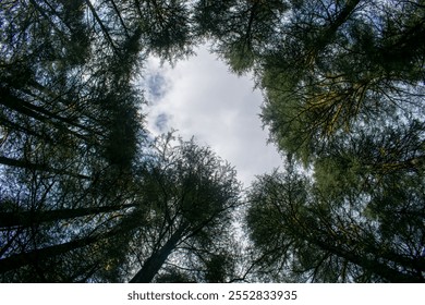 Looking up through towering pine trees, their branches form a natural frame around a patch of cloudy sky. The unique perspective showcases the beauty of dense forest and tranquil nature in Lansdowne. - Powered by Shutterstock