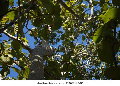 Looking up through the tree.