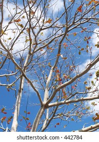 Looking up through tree branches