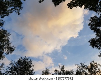Looking through the tree canopy to the blue sky beyond - creating a natural border using tree tops around the edge and bright blue sky in the middle for copy