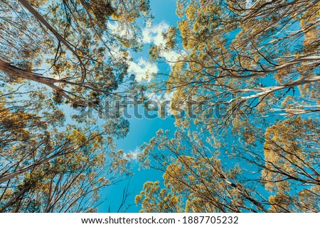 Looking up through a tree canopy into blue sky in a forest of gum trees in regional Australia