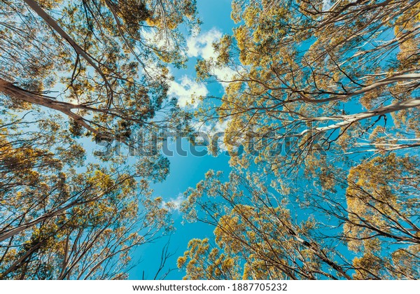 Looking up through a tree canopy into\
blue sky in a forest of gum trees in regional\
Australia