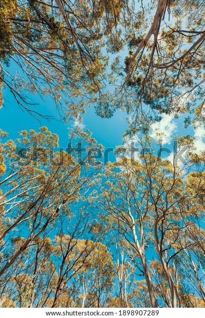 Looking up through a tree canopy into\
blue sky in a forest of gum trees in regional\
Australia