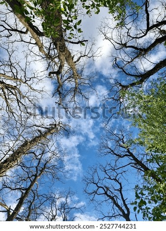 Similar – Geäst Baum grün