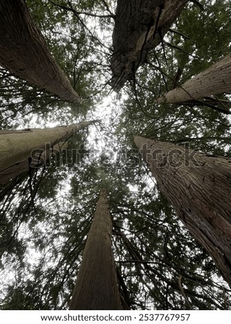 Looking up through the trees