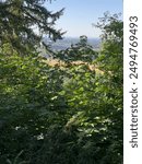 Looking through the trees at Eugene, Oregon