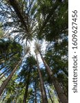 Looking up through the trees in Linnansaari National Park in Finland