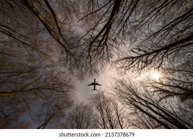 looking up through trees to a plane flying overhead.