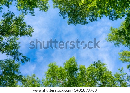 Looking up through the treetops. Beautiful natural frame of foliage against the sky. Copy space.Green leaves of a tree against the blue sky. Sun soft light through the green foliage of the tree.