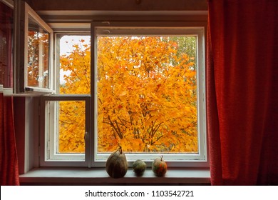 Looking Through Window On The Autumn Orange Yellow Tree. Three Pumpkins On The Wood Window-sill.