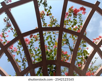 Looking up through a wooden trellis adorned with pink flowers and green vines against a clear blue sky. Perfect for nature, garden, and architecture themes. - Powered by Shutterstock