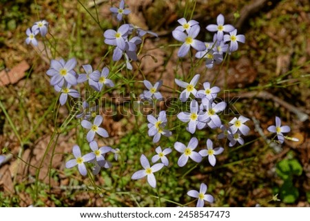 Looking from the top on down to the ground at light purple tiny four lobed flowers on stems growing in clusters called bluets or quaker ladies in the forest in springtime